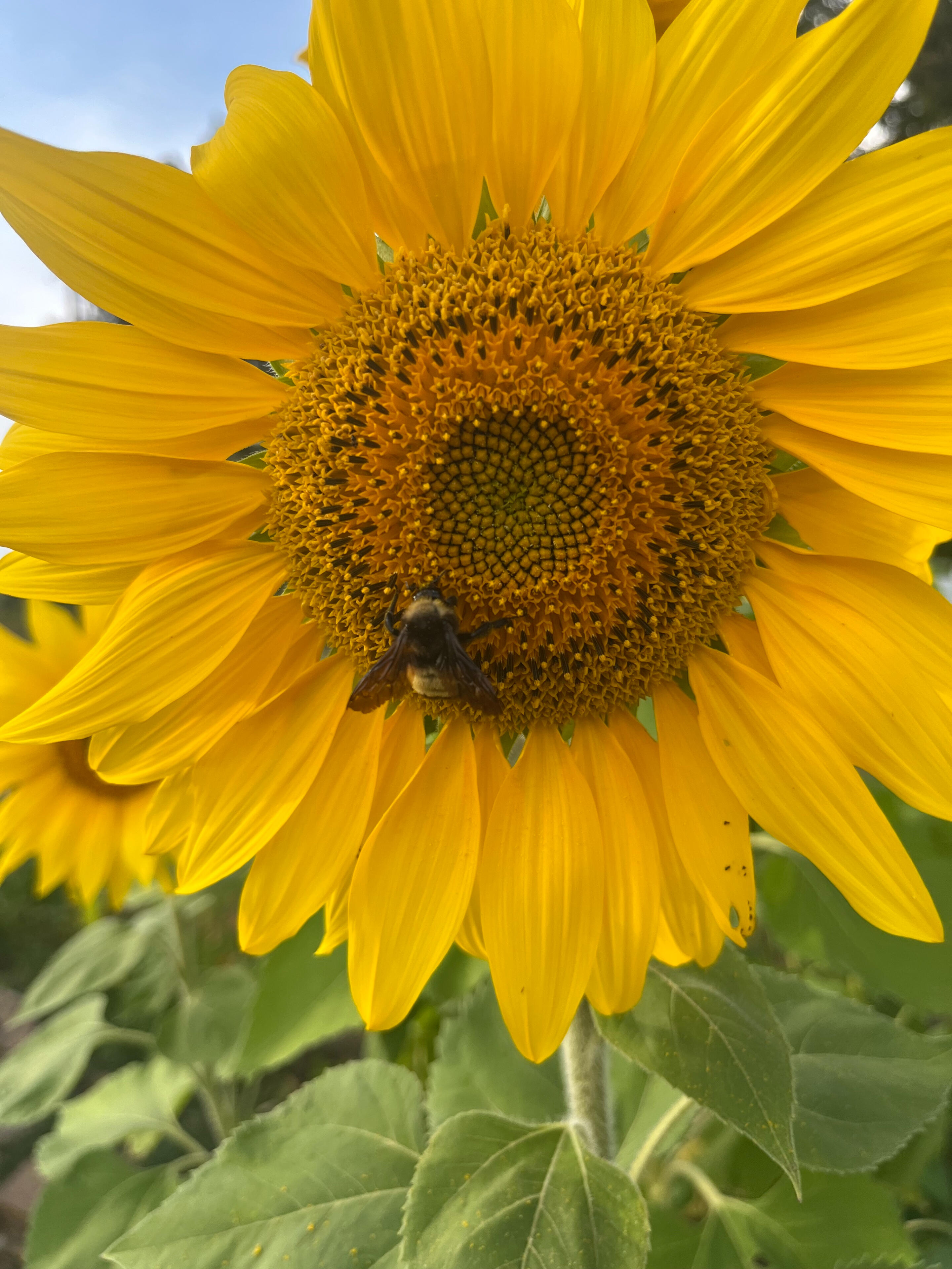 Sunflower sunflower with bumblebee